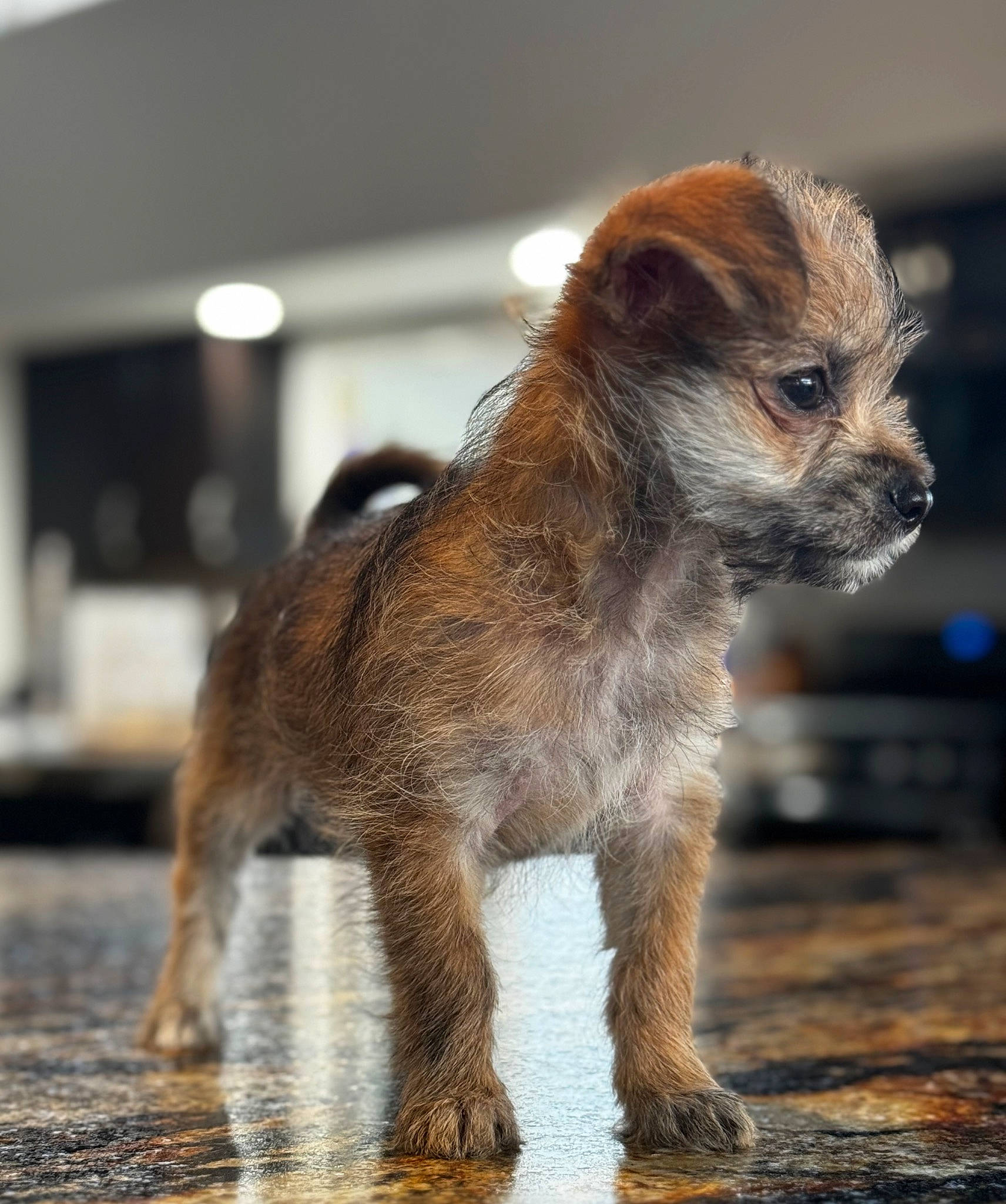 Tank joined the competition — help win amazing prizes! ancient_dog_breeds, balance, canidae, carnivore, companion_dog, dog, dog_breed, fawn, fur, liver, pet_supply, puppy, snout, sporting_group, tail, terrestrial_animal, toy_dog, whiskers, wildlife, working_animal