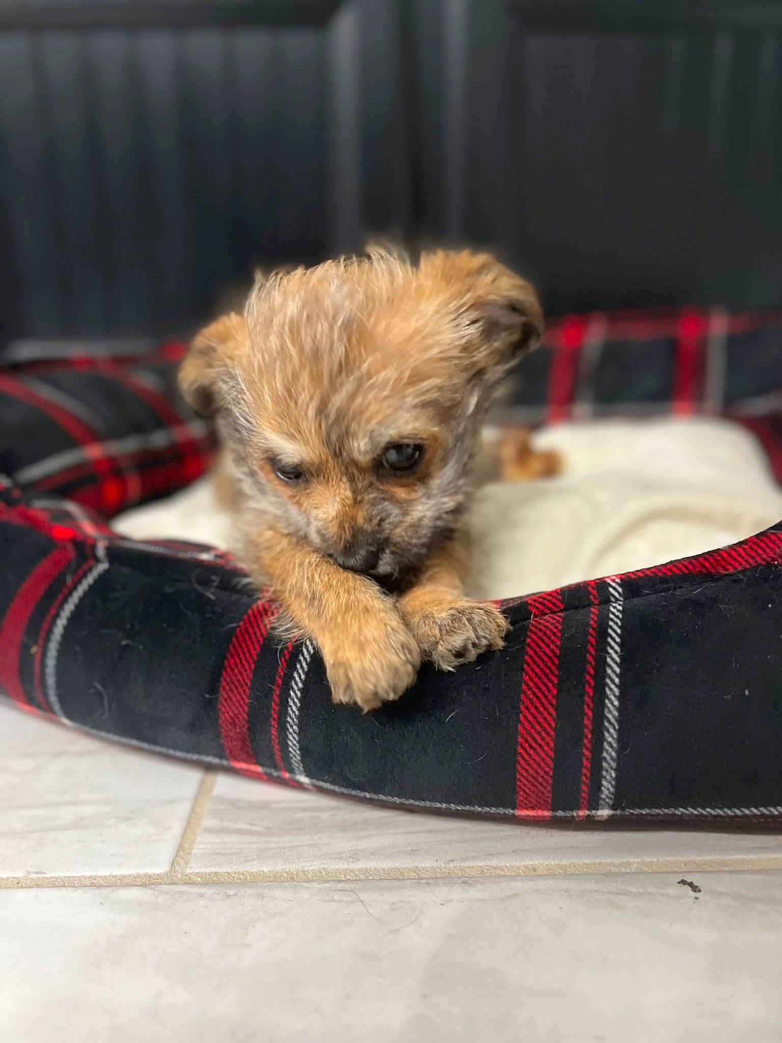 Tank is registered to the contest to win money with this photo: canidae, carnivore, companion_dog, dog, dog_breed, dog_supply, event, fawn, fur, pattern, paw, pet_supply, plaid, small_terrier, sporting_group, tartan, toy_dog, working_animal, working_terrier, yorkshire_terrier