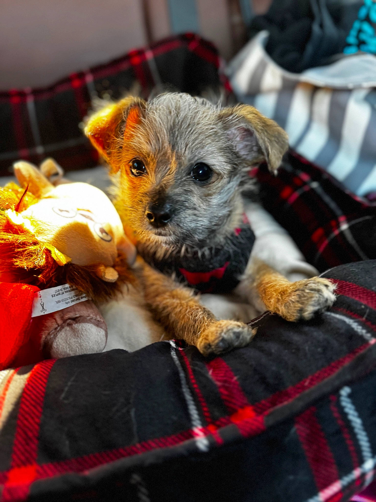Tank is registered to the contest to win money with this photo: canidae, carnivore, companion_dog, dog, dog_breed, dog_supply, event, fawn, fur, pattern, plaid, puppy, small_terrier, snout, sporting_group, tableware, tartan, toy, toy_dog, whiskers
