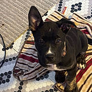 Hemi joined the competition — help win amazing prizes! puppy, dog, black_dog, striped_towel, floor, tile_floor, hexagonal_tiles, pet, young_dog, indoor, curious, ears, collar, paw, looking_up, cute, animal, companion, floor_mat, brown_stripes