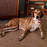 animal, bandana, brown_dog, cabinet, canine, companion, dog, domestic_animal, floor, floor_tiles, home_interior, indoor, looking_at_camera, pet, relaxed, resting, shelf, tile_floor, white_paws, wooden_furniture