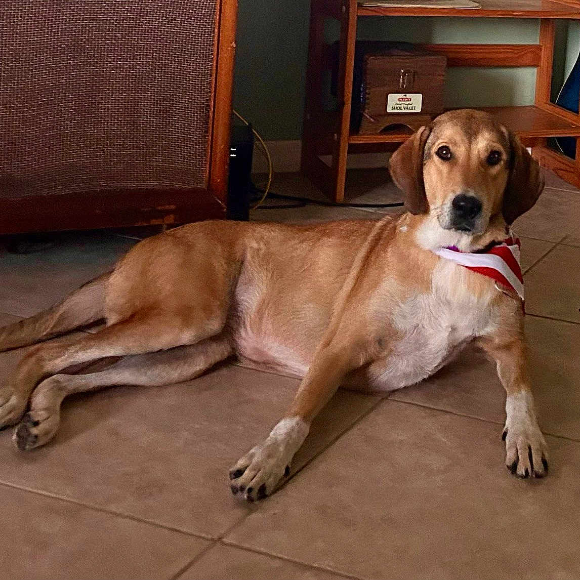 Millie is registered to the contest to win money with this photo: animal, bandana, brown_dog, cabinet, canine, companion, dog, domestic_animal, floor, floor_tiles, home_interior, indoor, looking_at_camera, pet, relaxed, resting, shelf, tile_floor, white_paws, wooden_furniture