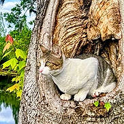 Jack. joined the competition — help win amazing prizes! cat, tree_trunk, hollow_tree, nature, pond, water, lily_pads, greenery, outdoor, animal, feline, curious, wildlife, wood, forest, leaf, scenery, daylight, peaceful, background