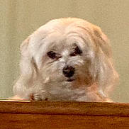 Milo is registered to the contest to win money with this photo: animal, blurry, canine, closeup, companion, cute, dog, domestic, face, fluffy, fur, furniture, indoor, looking, pet, portrait, resting, soft, white, wood