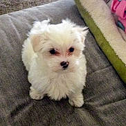 Milo is registered to the contest to win money with this photo: puppy, dog, white, fluffy, small, couch, indoor, pet, bed, blanket, curious, cute, animal, fur, sitting, cozy, home, companion, friendly, adorable