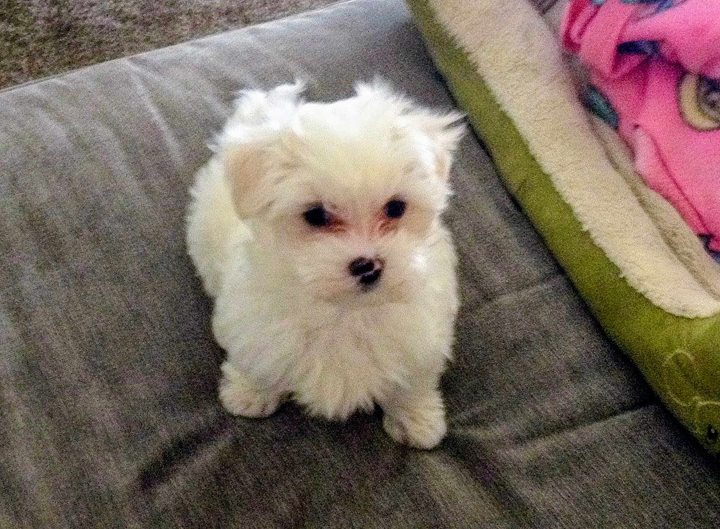 Milo