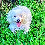 Milo joined the competition — help win amazing prizes! animal, canine, cute, dog, fluffy, friendly, grass, greenery, happy, lying_down, mammal, nature, outdoor, pet, playful, small_dog, summer, sunlight, tongue_out, white_dog