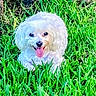 animal, canine, cute, dog, fluffy, friendly, grass, greenery, happy, lying_down, mammal, nature, outdoor, pet, playful, small_dog, summer, sunlight, tongue_out, white_dog