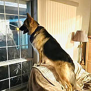 Winston is registered to the contest to win money with this photo: alert, animal, blanket, canine, couch, dog, domestic, furniture, german_shepherd, home, indoor, lamp, living_room, pet, shadow, side_view, sunlight, vertical_blinds, watching, window