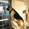 alert, animal, blanket, canine, couch, dog, domestic, furniture, german_shepherd, home, indoor, lamp, living_room, pet, shadow, side_view, sunlight, vertical_blinds, watching, window
