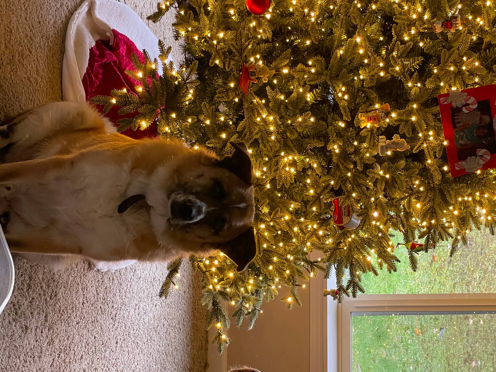 Whiskey joined the competition — help win amazing prizes! carnivore, christmas, christmas_decoration, christmas_ornament, christmas_tree, companion_dog, dog, dog_breed, event, fawn, holiday, holiday_ornament, ornament, plant, snout, tree, whiskers, window, wood, working_animal