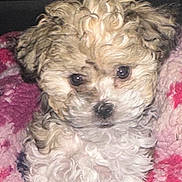 Monkey is registered to the contest to win money with this photo: adorable, animal, blanket, closeup, companion, cozy, curly_hair, cute, dog, ears, face, fluffy, fur, indoor, nose, pet, puppy, sitting, small_dog, young