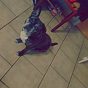 Princesse participe au concours pour gagner de l'argent avec cette photo : dog, brindle, ear, floor, tile, chair, bag, shoes, indoor, pet, animal, looking_up, curious, seated, wooden_chair, brown, white, black, domestic, companion