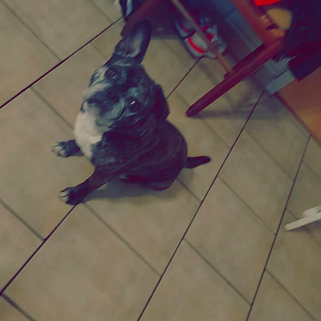 Princesse participe au concours pour gagner de l'argent avec cette photo : animal, bag, black, brindle, brown, chair, companion, curious, dog, domestic, ear, floor, indoor, looking_up, pet, seated, shoes, tile, white, wooden_chair