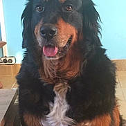 Injy a rejoint le concours — aidez-le/la à gagner de superbes lots ! canidae, carnivore, companion_dog, dog, dog_breed, fur, gaddi_kutta, giant_dog_breed, liver, smile, snout, sporting_group, terrestrial_animal, whiskers, working_animal, working_dog