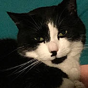 Moustache participe au concours pour gagner de l'argent avec cette photo : aegean_cat, black_cat, cat, cat_like_mammal, domestic_long_haired_cat, domestic_short_haired_cat, european_shorthair, eye, fur, kitten, small_to_medium_sized_cats, snout, whiskers