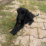 Bosko participe au concours pour gagner de l'argent avec cette photo : animal, black_dog, daylight, dog, ears, eyes, fluffy, garden, grass, long_hair, lying_down, outdoor, patio, pet, portrait, puppy, rustic, stone_pavers, tail, weeds
