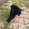 animal, black_dog, daylight, dog, ears, eyes, fluffy, garden, grass, long_hair, lying_down, outdoor, patio, pet, portrait, puppy, rustic, stone_pavers, tail, weeds