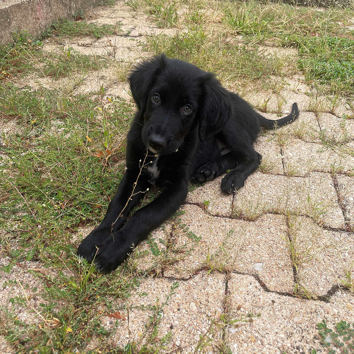 Bosko