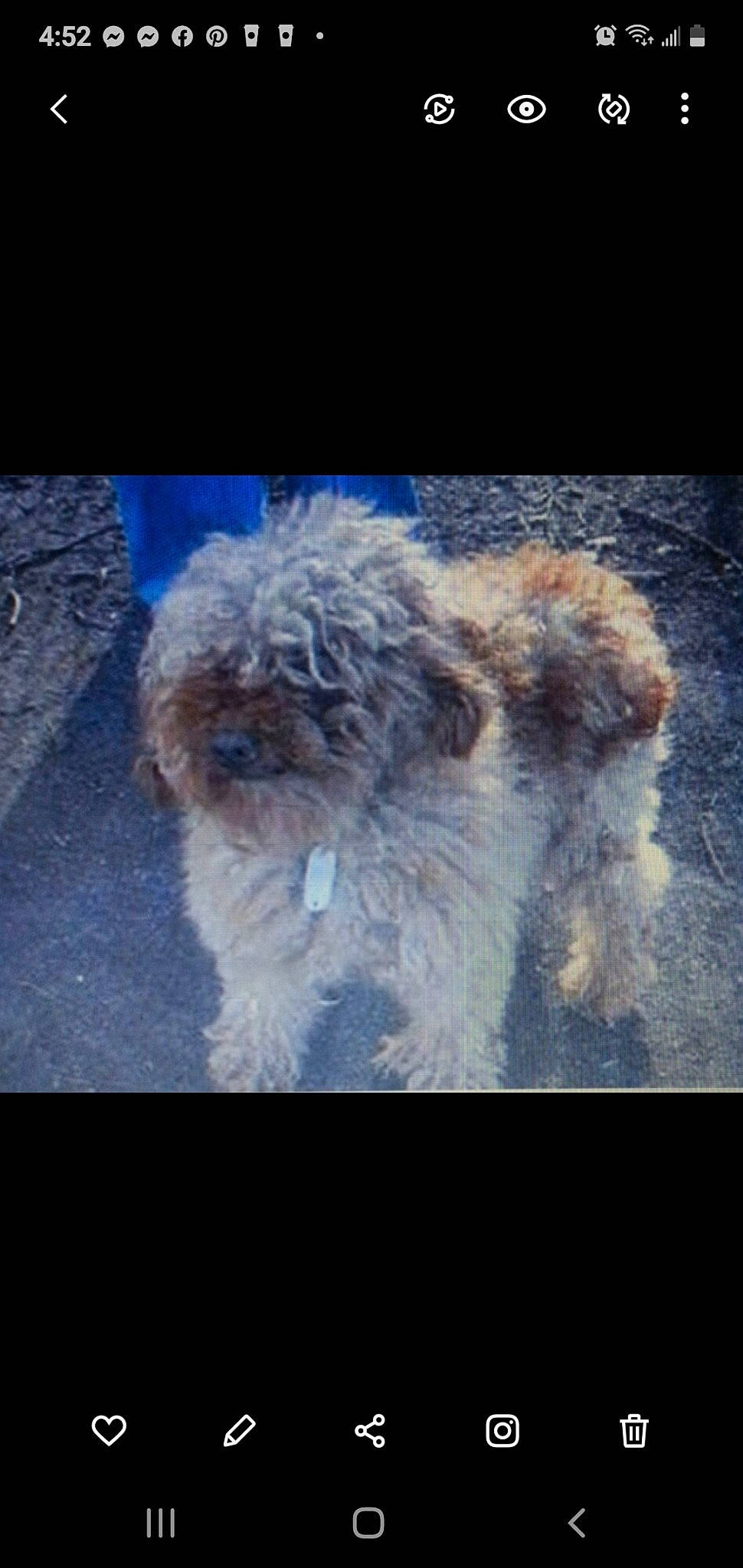 C. C. is registered to the contest to win money with this photo: blue, briquet_griffon_vendeen, canidae, carnivore, companion_dog, dog, dog_breed, fur, goldendoodle, irish_soft_coated_wheaten_terrier, maltepoo, poodle, poodle_crossbreed, small_terrier, sporting_group, terrier, tibetan_terrier, toy_dog, water_dog, working_animal