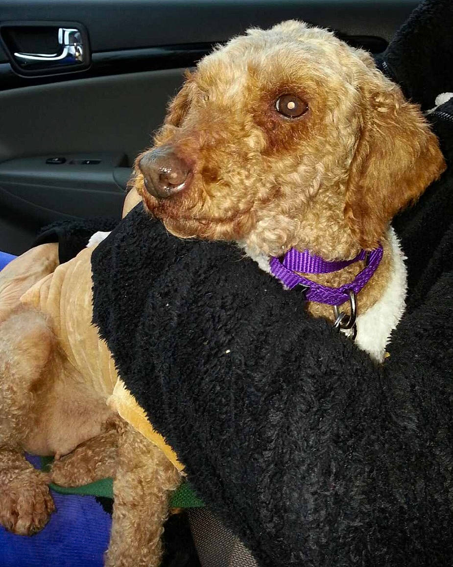 C. C. is registered to the contest to win money with this photo: canidae, car_seat, carnivore, collar, companion_dog, dog, dog_breed, dog_collar, dog_supply, fur, goldendoodle, leash, pet_supply, snout, sporting_group, stuffed_toy, vehicle_door, vertebrate, water_dog, working_animal