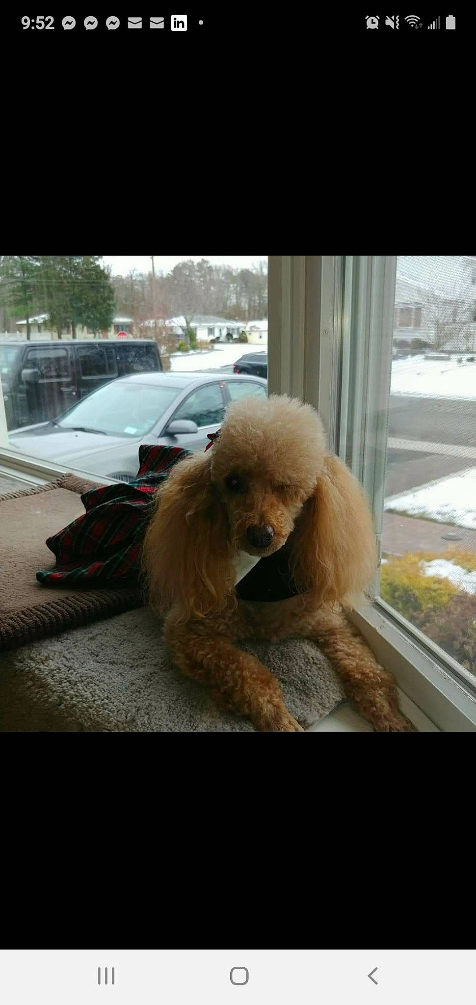 C. C. joined the competition — help win amazing prizes! automotive_window_part, brown, canidae, carnivore, companion_dog, dog, dog_breed, fur, goldendoodle, mammal, natural_material, non_sporting_group, pet_supply, poodle, snout, sporting_group, standard_poodle, vehicle_door, water_dog, windshield