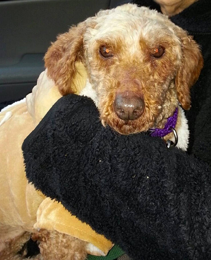 C. C. is registered to the contest to win money with this photo: canidae, carnivore, companion_dog, dog, dog_breed, dog_supply, fawn, fur, mammal, pet_supply, poodle_crossbreed, snout, sporting_group, standard_poodle, vertebrate, water_dog, working_animal, working_dog