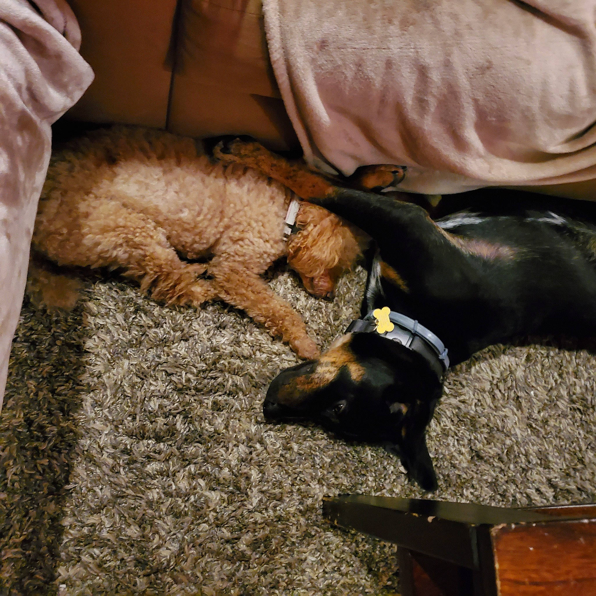 Buster is registered to the contest to win money with this photo: canidae, carnivore, carpet, collar, comfort, companion_dog, dog, dog_breed, dog_collar, fur, liver, mammal, mat, pet_supply, snout, sporting_group, strap, vertebrate, working_animal, working_dog