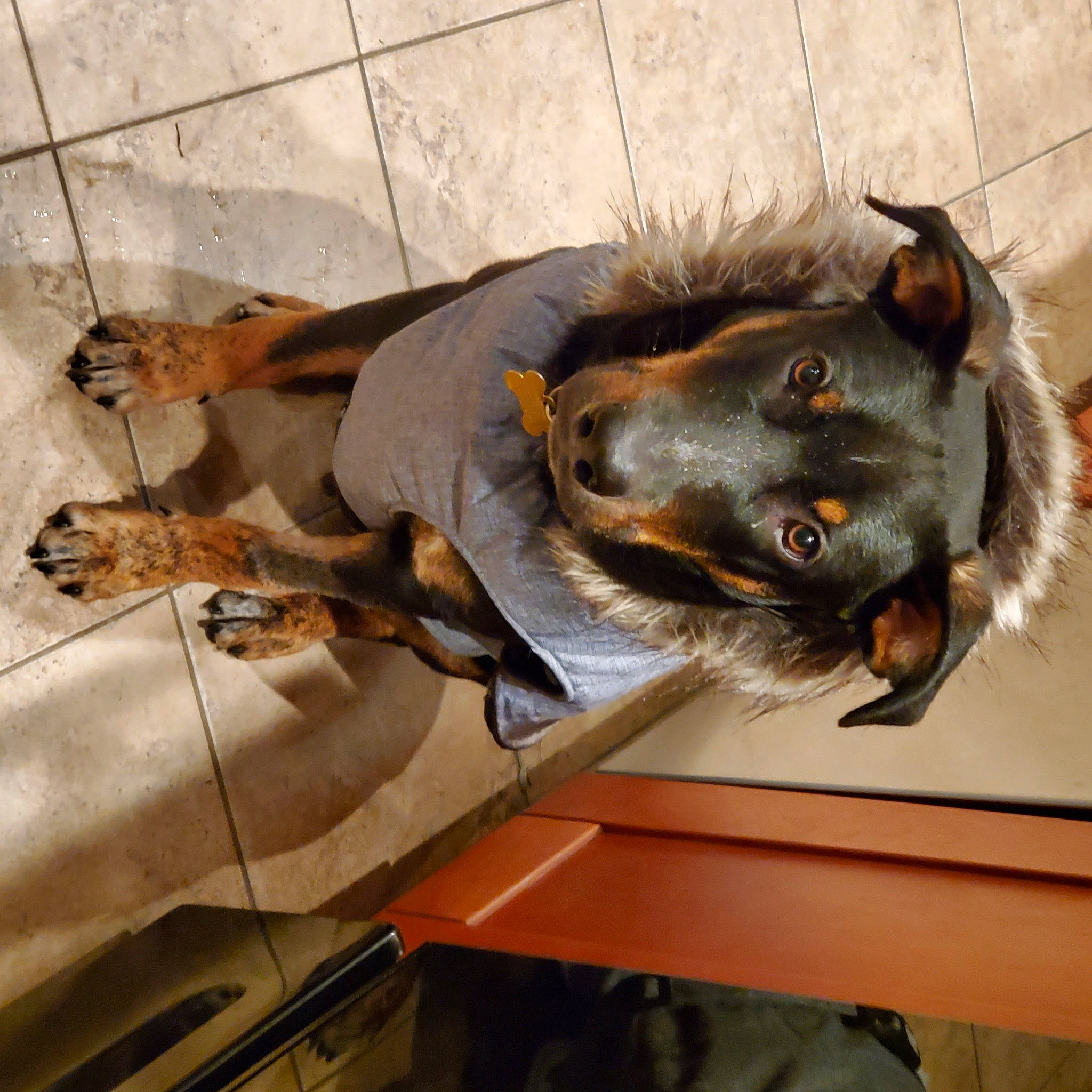 Buster is registered to the contest to win money with this photo: canidae, carnivore, collar, companion_dog, dog, dog_breed, fur, hunting_dog, liver, snout, whiskers, working_animal, working_dog