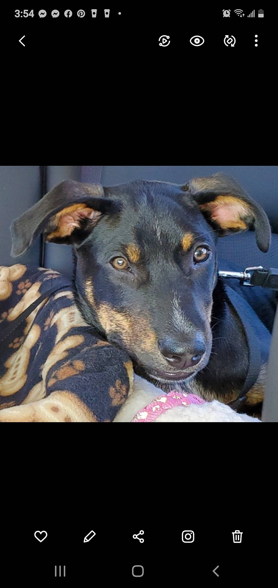 Buster joined the competition — help win amazing prizes! canidae, carnivore, collar, companion_dog, dog, dog_breed, fur, mammal, pet_supply, snout, sporting_group, whiskers, working_animal, working_dog