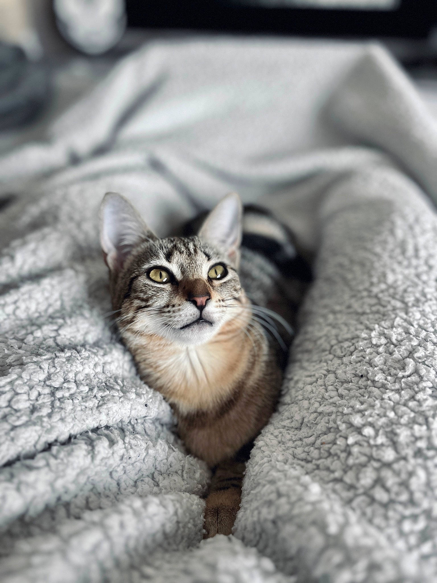 Hermione a rejoint le concours — aidez-le/la à gagner de superbes lots ! carnivore, cat, close_up, comfort, domestic_short_haired_cat, door, felidae, fur, grey, monochrome, monochrome_photography, paw, small_to_medium_sized_cats, snout, terrestrial_animal, tree, whiskers, wildlife, window, wood