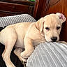 Shelby is registered to the contest to win money with this photo: bedroom, blanket, canine, cozy, cute, dog, domestic, dresser, fur, headboard, indoor, paw, pet, puppy, resting, sleepy, snout, wooden_furniture, yellow_labrador, young