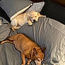 Shelby joined the competition — help win amazing prizes! animal, bed, brown_dog, comfortable, companion, cozy, cute, dog, domestic, furry, gray_bedding, indoor, light_dog, peaceful, pet, pillow, puppy, relaxation, resting, sleeping