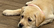 Shelby is registered to the contest to win money with this photo: animal, canine, collar, cute, dog, domestic_animal, ears, flooring, fur, head, indoor, lying_down, mammal, pet, pink_collar, puppy, resting, wooden_floor, yellow_labrador, young