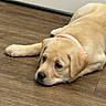 animal, canine, collar, cute, dog, domestic_animal, ears, flooring, fur, head, indoor, lying_down, mammal, pet, pink_collar, puppy, resting, wooden_floor, yellow_labrador, young