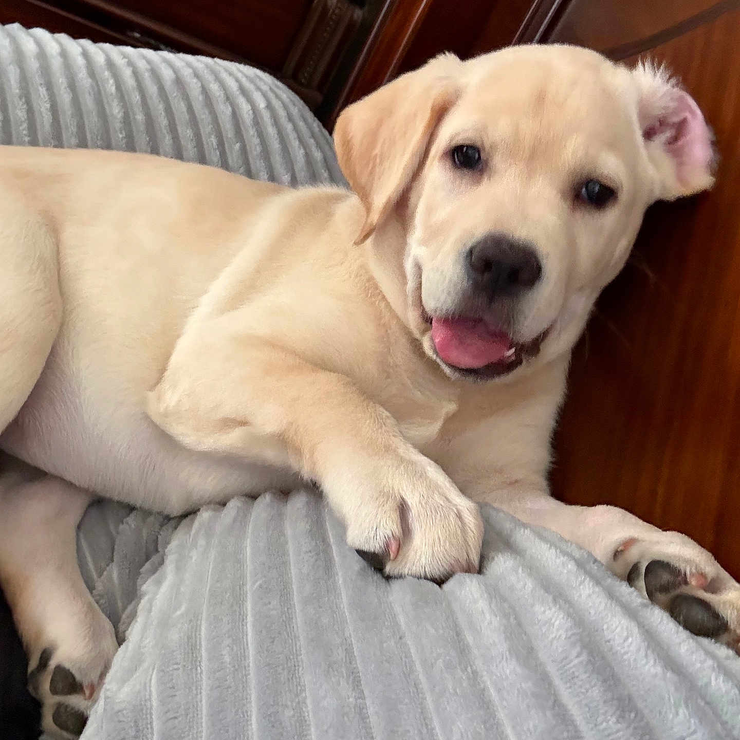 Shelby joined the competition — help win amazing prizes! animal, blanket, canine, comfort, cozy, cute, dog, ear, face, furniture, golden_retriever, home, indoor, lying_down, paw, pet, puppy, resting, smiling, young