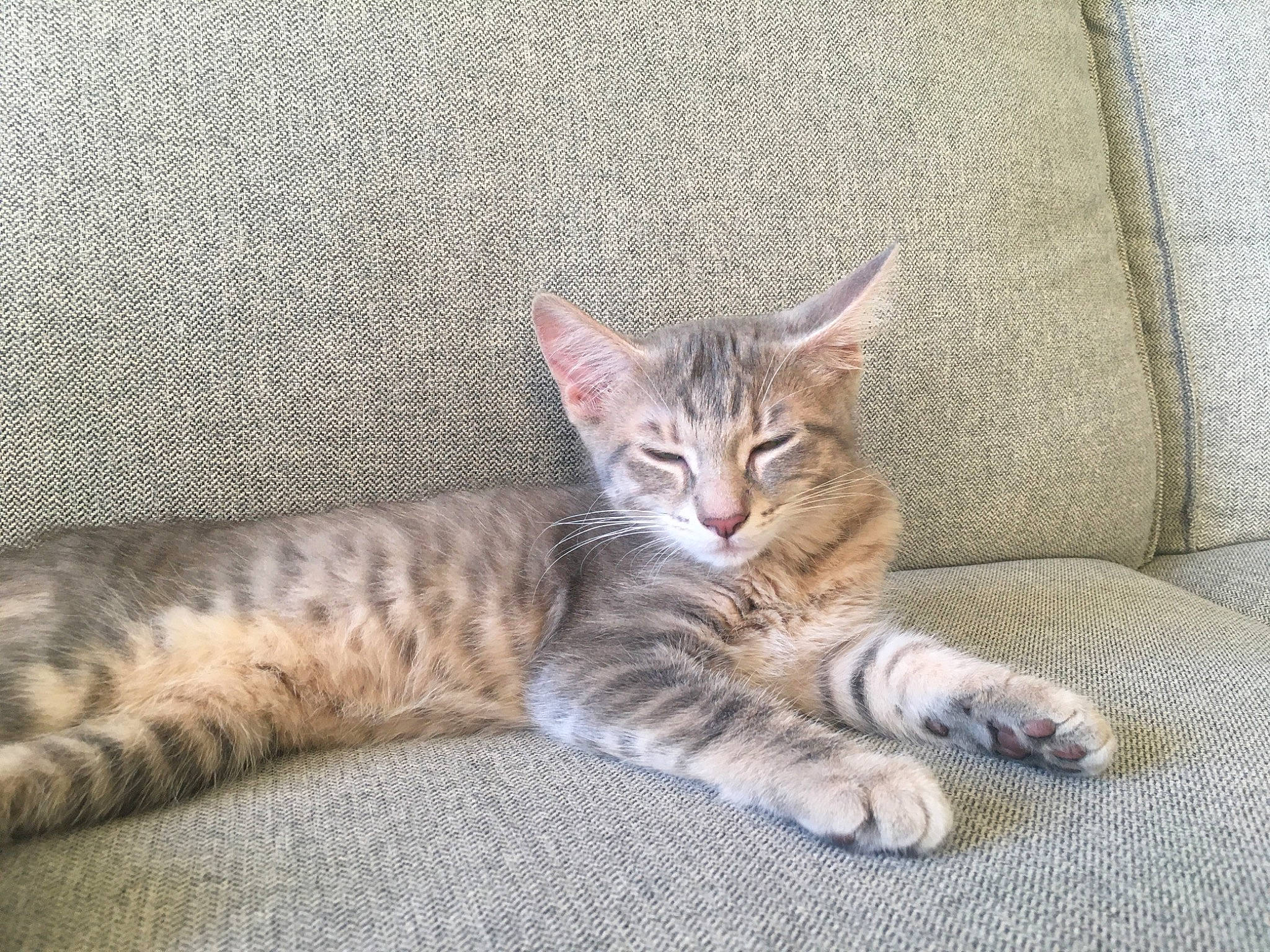 Ryuk a rejoint le concours — aidez-le/la à gagner de superbes lots ! carnivore, cat, claw, comfort, domestic_short_haired_cat, felidae, fur, paw, sitting, small_to_medium_sized_cats, snout, tail, terrestrial_animal, whiskers, wildlife