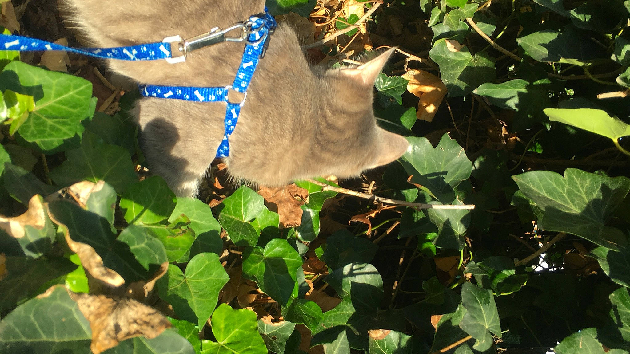 Ryuk a rejoint le concours — aidez-le/la à gagner de superbes lots ! annual_plant, cat, domestic_short_haired_cat, electric_blue, fawn, felidae, fur, groundcover, herb, morning_glory, small_to_medium_sized_cats, tail, terrestrial_animal, whiskers, wildlife