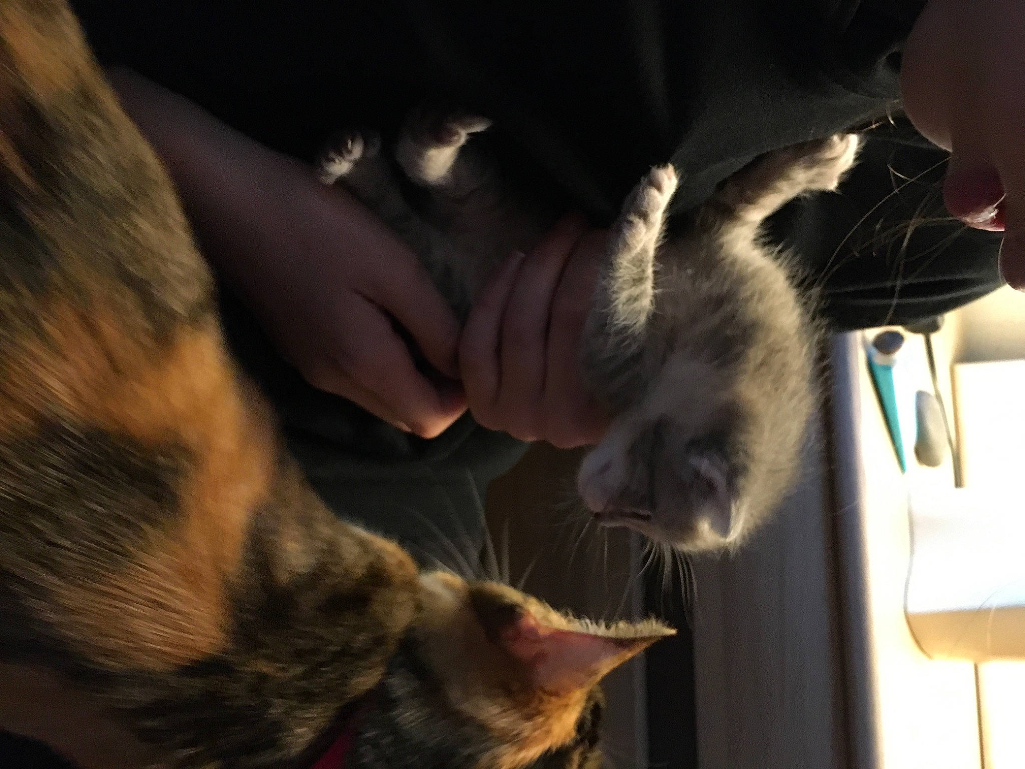 Ryuk a rejoint le concours — aidez-le/la à gagner de superbes lots ! carnivore, cat, claw, comfort, darkness, dog_breed, domestic_short_haired_cat, ear, fang, felidae, fur, gesture, paw, small_to_medium_sized_cats, snout, tail, whiskers