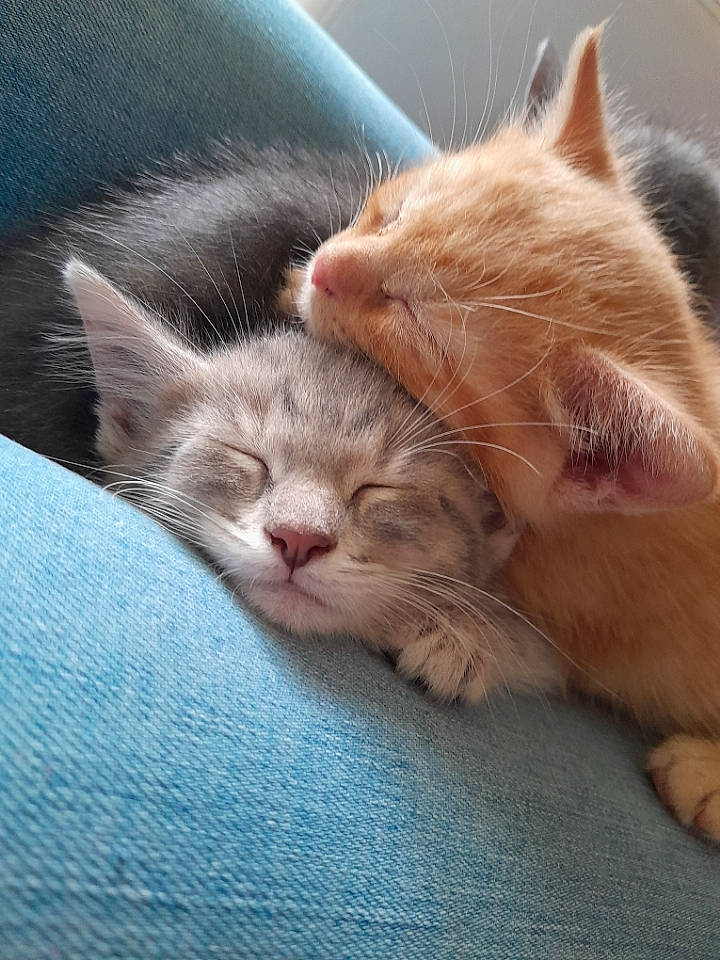 Ryuk participe au concours pour gagner de l'argent avec cette photo : carnivore, cat, claw, comfort, domestic_short_haired_cat, ear, eye, fawn, felidae, foot, fur, gesture, leg, nap, paw, small_to_medium_sized_cats, snout, tail, vertebrate, whiskers