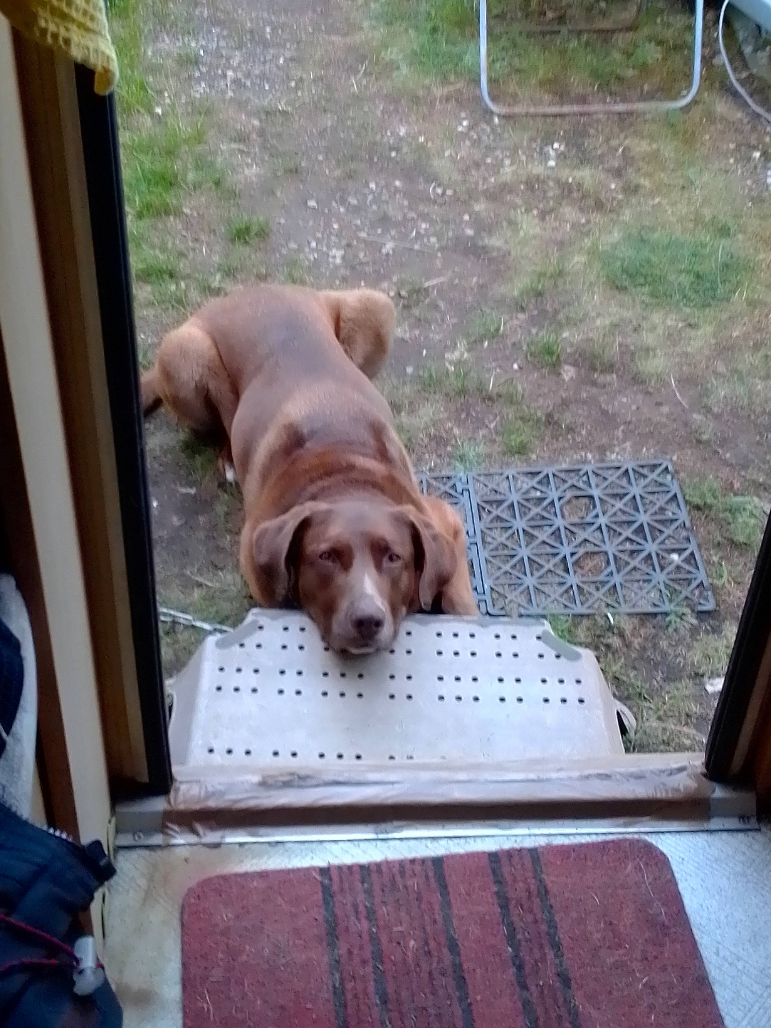 Jox participe au concours pour gagner de l'argent avec cette photo : canidae, carnivore, collar, comfort, companion_dog, dog, dog_breed, dog_collar, dog_supply, fawn, flooring, grass, gun_dog, hound, liver, outdoor_furniture, pet_supply, snout, sporting_group, working_animal