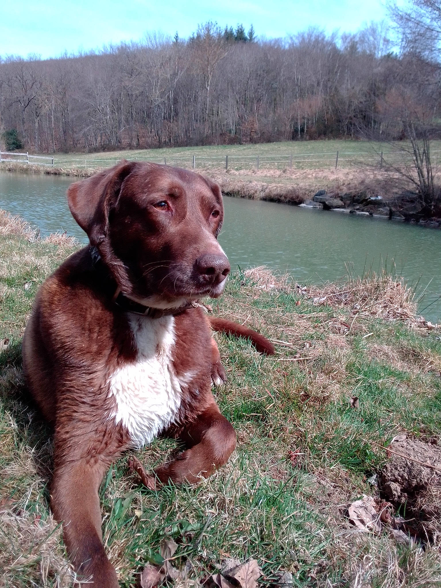 Jox participe au concours pour gagner de l'argent avec cette photo : canidae, carnivore, collar, companion_dog, dog, dog_breed, dog_collar, fawn, grass, gun_dog, lake, liver, plant, sky, snout, tail, terrestrial_animal, tree, water, working_animal