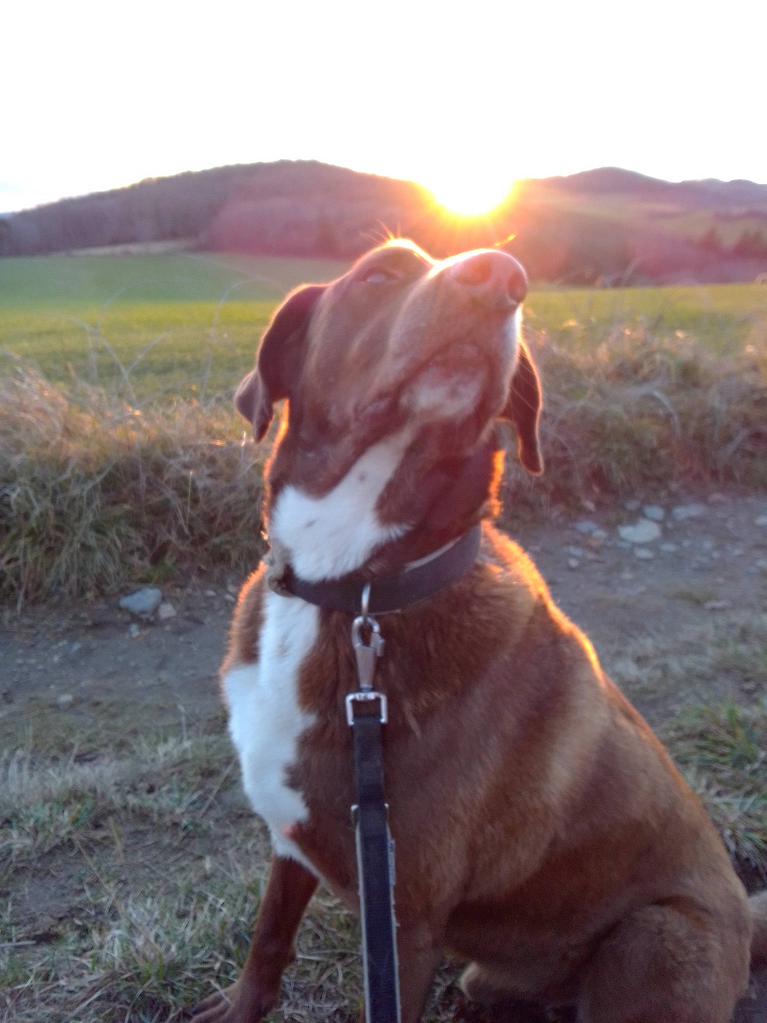 Jox participe au concours pour gagner de l'argent avec cette photo : carnivore, collar, companion_dog, dog, dog_breed, dog_collar, fawn, grass, gun_dog, landscape, leash, light, liver, pet_supply, plant, sky, snout, sunlight, tail, working_animal