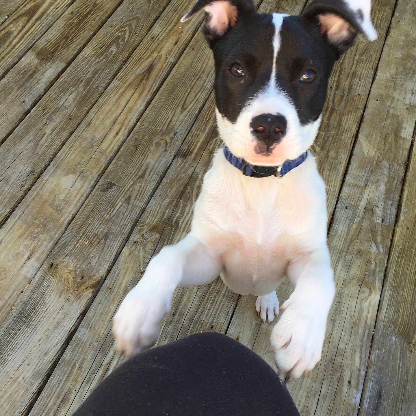 Koda is registered to the contest to win money with this photo: alert, animal, black_and_white, canine, close_up, collar, curious, dog, domestic_animal, ears_up, friendly, front_paws, looking_up, outdoor, pawing, pet, playful, puppy, wooden_deck, young_dog