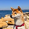 Akira a rejoint le concours — aidez-le/la à gagner de superbes lots ! dog, shiba_inu, outdoor, rock, water, sky, harness, pet, animal, canine, nature, sunny, portrait, fur, ears, snout, leash, calm, landscape, blue_sky