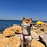 Akira participe au concours pour gagner de l'argent avec cette photo : dog, shiba_inu, rock, sea, water, sky, outdoor, sunlight, harness, pet, animal, canine, yellow_buoy, coast, nature, blue_sky, sitting, daytime, landscape, calm