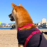 Akira a rejoint le concours — aidez-le/la à gagner de superbes lots ! dog, beach, sweater, harness, sand, outdoor, sunny, blue_sky, canine, pet, animal, walking_leash, urban_background, daytime, shiba_inu, fur, side_view, nature, vacation, travel