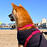 dog, beach, sweater, harness, sand, outdoor, sunny, blue_sky, canine, pet, animal, walking_leash, urban_background, daytime, shiba_inu, fur, side_view, nature, vacation, travel