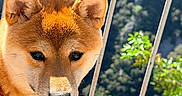 Akira a rejoint le concours — aidez-le/la à gagner de superbes lots ! dog, shiba_inu, pet, animal, fur, ears, nose, collar, outdoor, nature, mountain, greenery, sunlight, fence, portrait, closeup, canine, cute, daylight, face