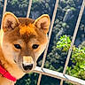 dog, shiba_inu, pet, animal, fur, ears, nose, collar, outdoor, nature, mountain, greenery, sunlight, fence, portrait, closeup, canine, cute, daylight, face